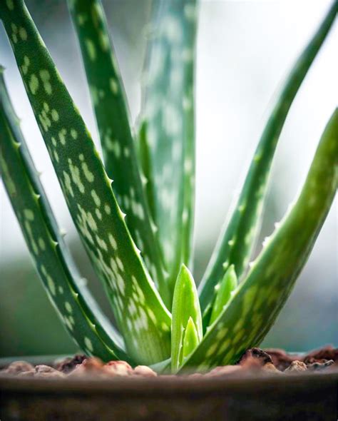 蘆薈 風水|家居風水：蘆薈植物的好處和放置方法【家裡養蘆薈有風水嗎】 –